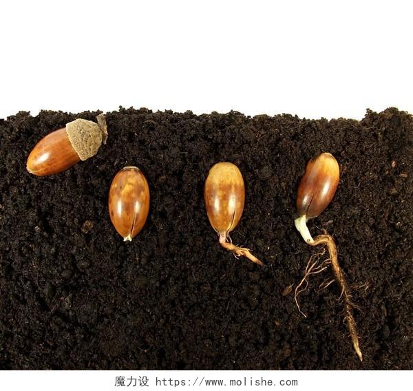 在土壤中扎根的橡子春天种子发芽成长土壤小芽嫩芽幼芽